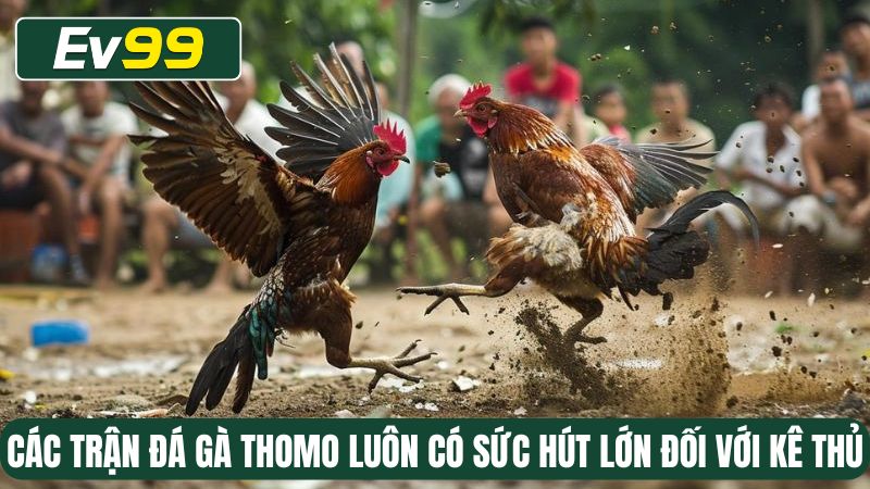 Các trận đá gà Thomo luôn có sức hút lớn đối với kê thủ