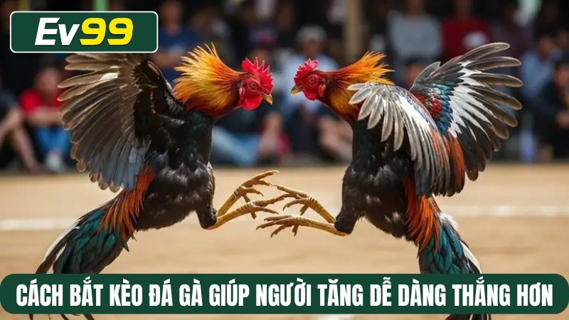Cách bắt kèo đá gà giúp người tăng dễ dàng thắng hơn
