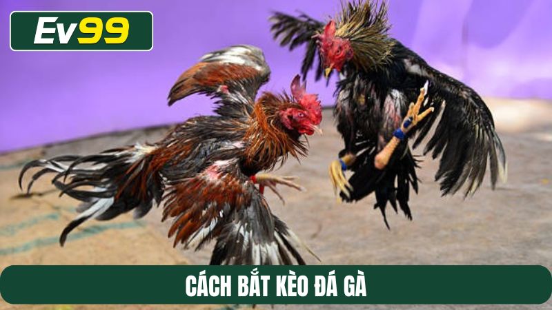 Cách bắt kèo đá gà
