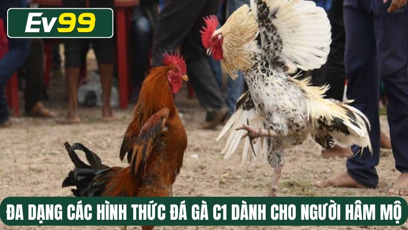 Đa dạng các hình thức đá gà C1 dành cho người hâm mộ