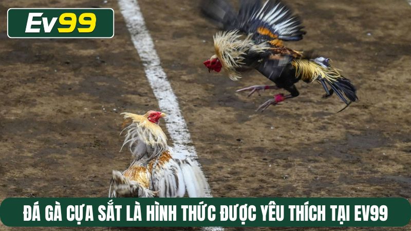 Đá gà cựa sắt là hình thức đá gà được yêu thích tại EV99