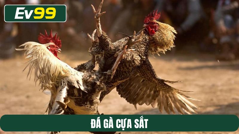Đá gà cựa sắt