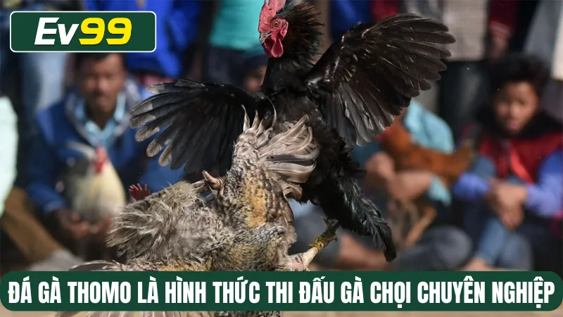 Đá gà Thomo là hình thức thi đấu gà chọi chuyên nghiệp