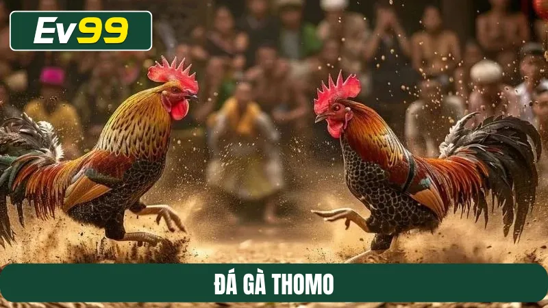 Đá gà Thomo