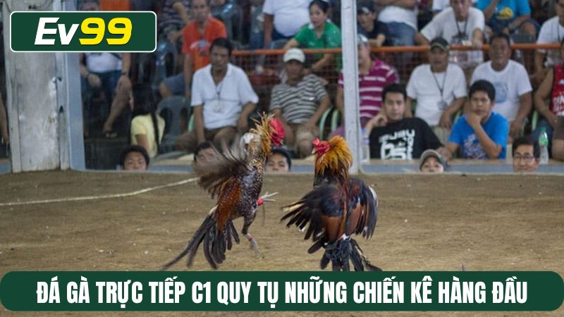 Đá gà trực tiếp C1 quy tụ những chiến kê hàng đầu