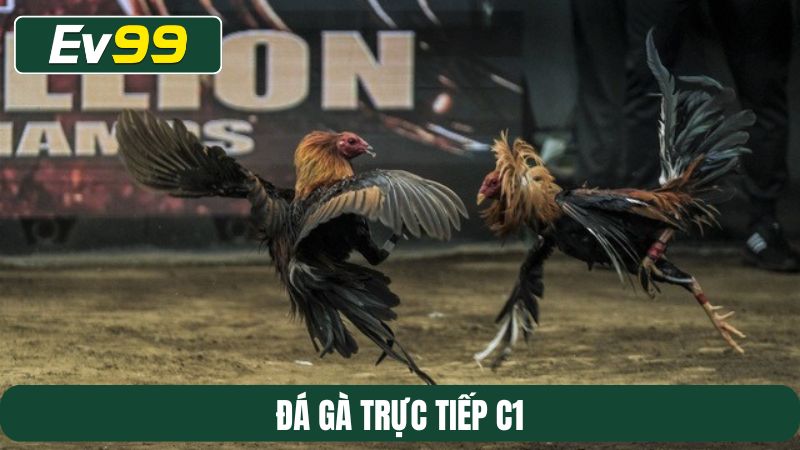 Đá gà trực tiếp C1