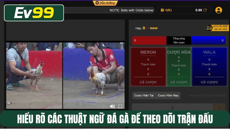 Hiểu rõ các thuật ngữ đá gà để theo dõi trận đấu hiệu quả