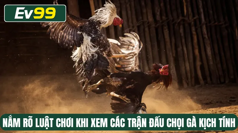 Nắm rõ luật chơi khi xem các trận đấu chọi gà kịch tính