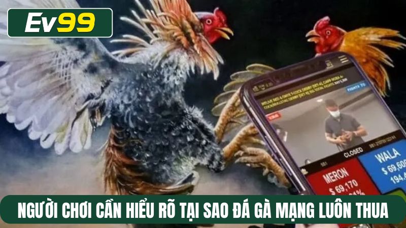 Người chơi cần hiểu rõ tại sao đá gà mạng luôn thua