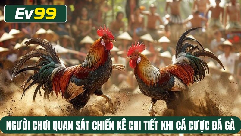 Người chơi quan sát chiến kê chi tiết khi cá cược đá gà