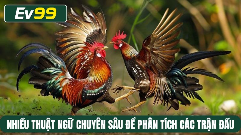 Nhiều thuật ngữ chuyên sâu để phân tích các trận đấu chọi gà