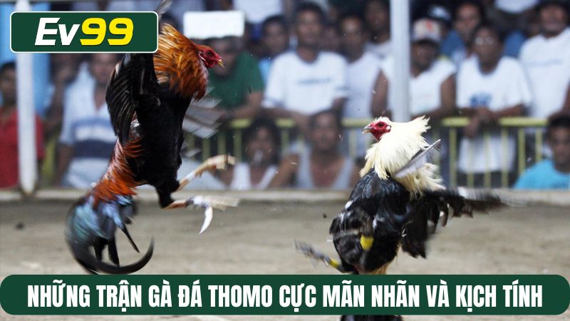 Những trận gà đá Thomo cực mãn nhãn và kịch tính