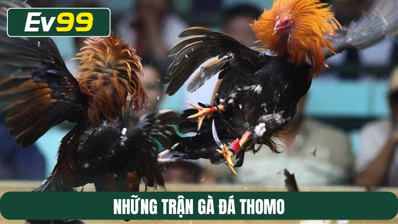 những trận gà đá Thomo