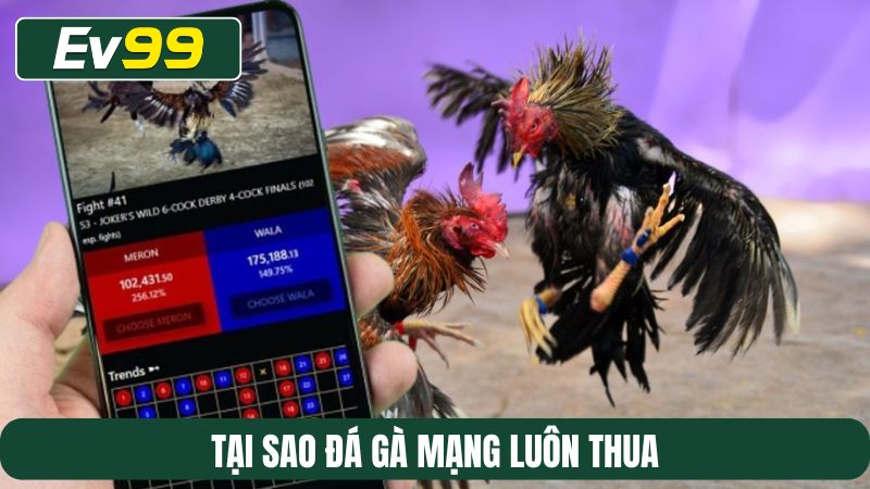 tại sao đá gà mạng luôn thua