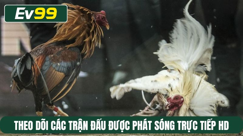 Theo dõi các trận đấu đá gà được phát sóng trực tiếp HD