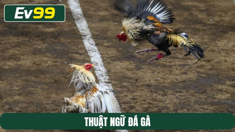 thuật ngữ đá gà