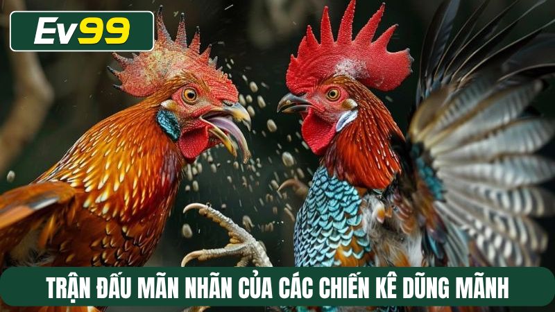 Trận đấu mãn nhãn của các chiến kê dũng mãnh tại Thomo