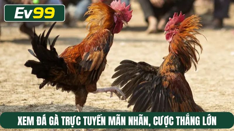 Xem đá gà trực tuyến mãn nhãn, cược thắng lớn tại EV99