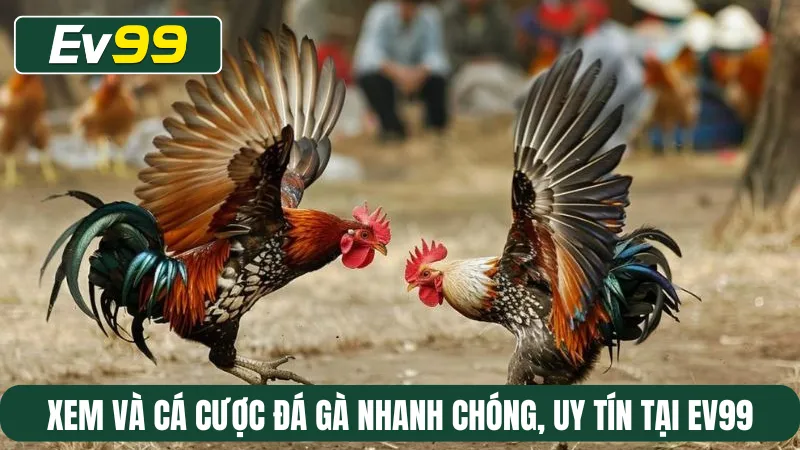 Xem và cá cược đá gà nhanh chóng, uy tín tại EV99