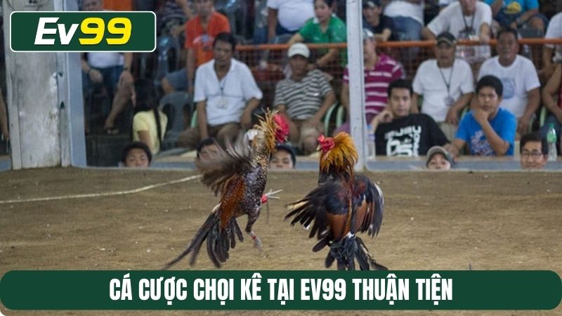 Cá cược chọi kê tại EV99 thuận tiện