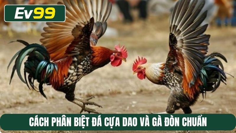Cách phân biệt đá cựa dao và gà đòn chuẩn