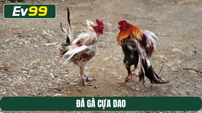đá gà cựa dao