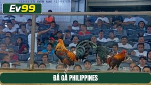đá gà Philippines