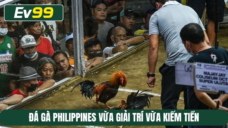Đá gà Philippines vừa giải trí vừa kiếm tiền