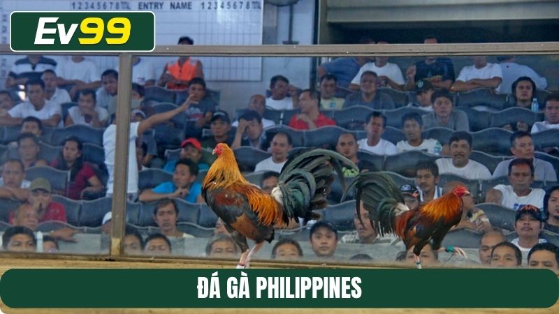 đá gà Philippines