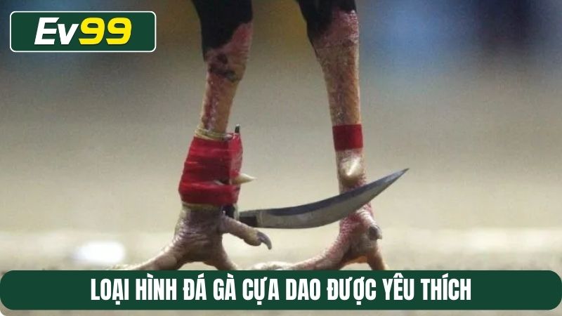 Loại hình đá gà cựa dao được cược thủ yêu thích